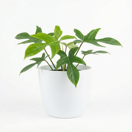 Philodendron Pedatum