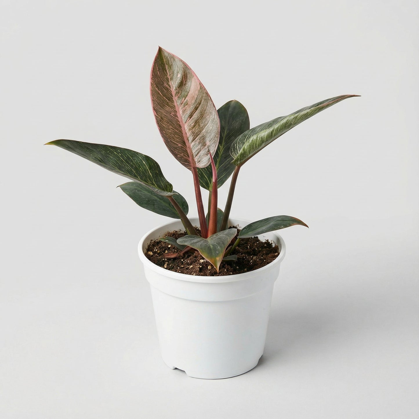 Philodendron Pink Birkin
