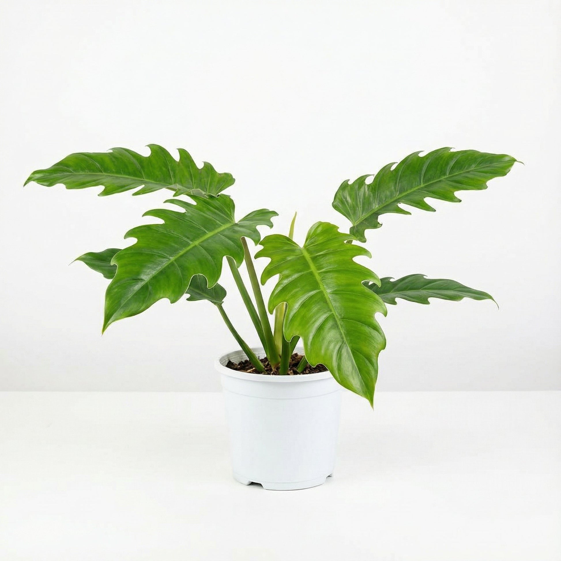 philodendron pluto care Philodendron Pluto - Pre-order
