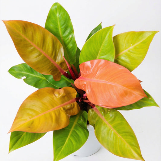 Philodendron Prince of Orange