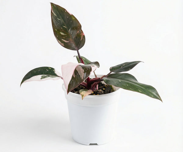 Philodendron Red Anderson - Preorder – Plantthatplant