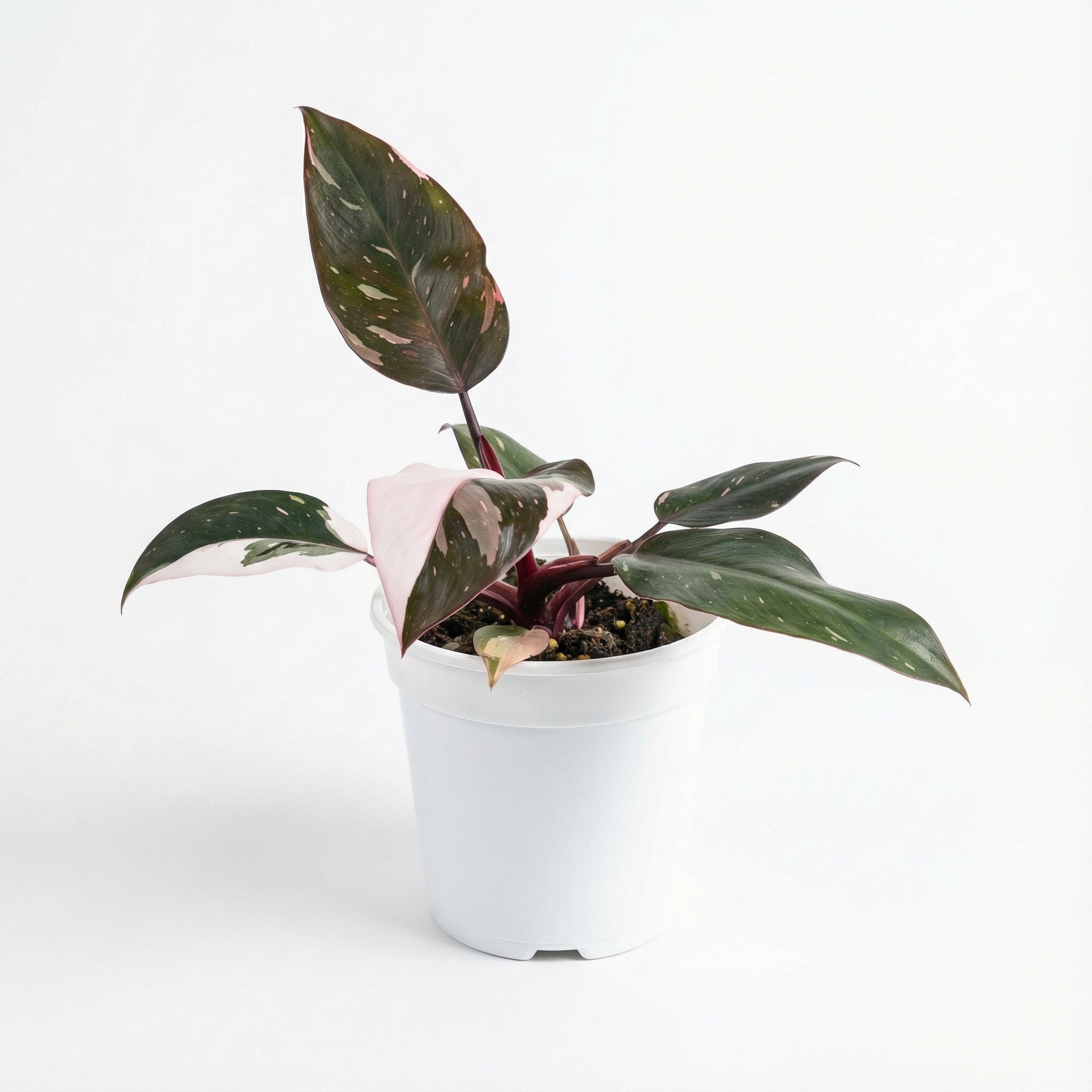 Philodendron Red Anderson