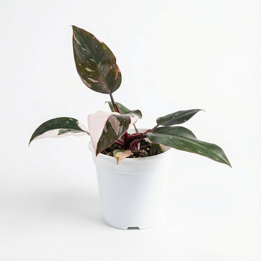 Philodendron Red Anderson