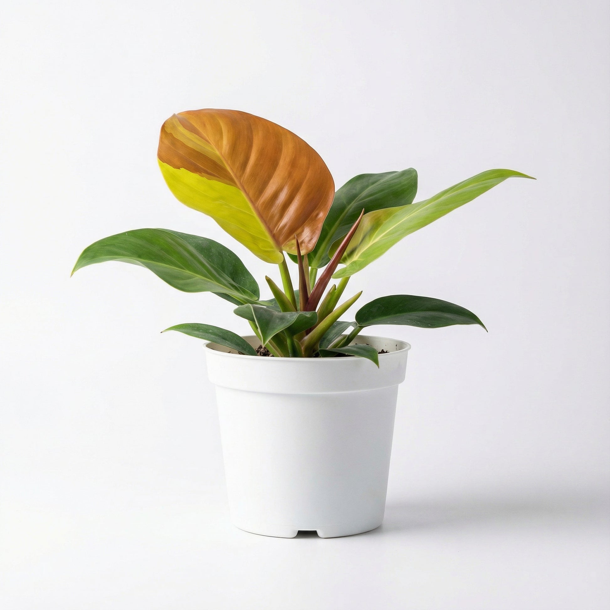 Philodendron Red Moon
