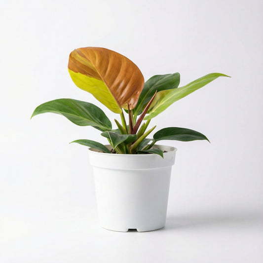 Philodendron Red Moon