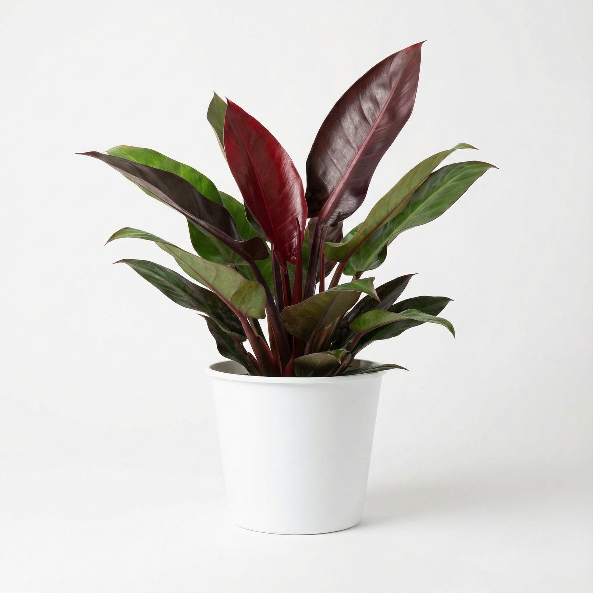 Philodendron Red Sun