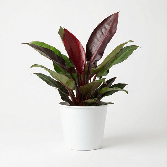 Philodendron Red Sun