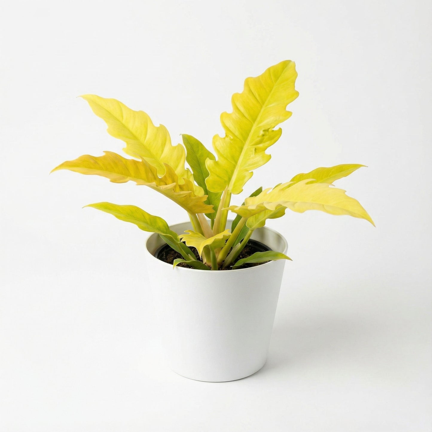 Philodendron Ring of Fire Golden