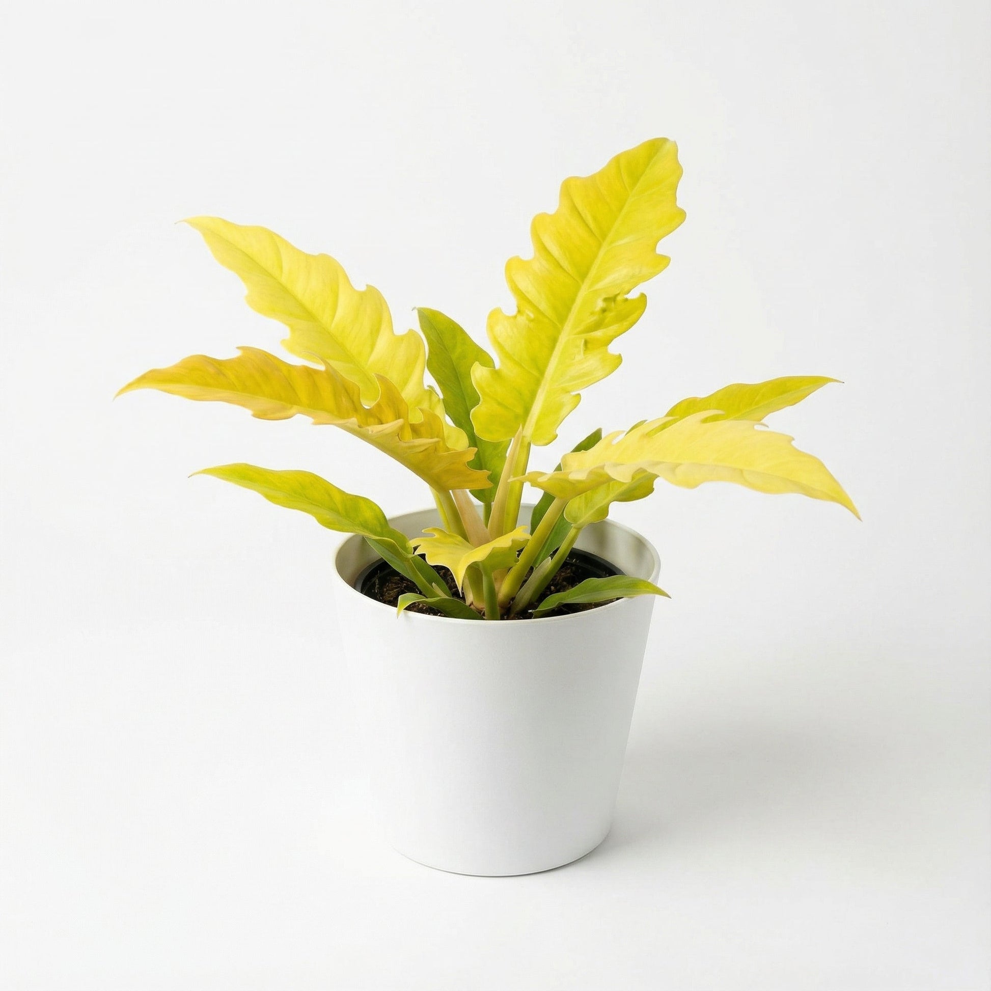 Philodendron Ring of Fire Golden