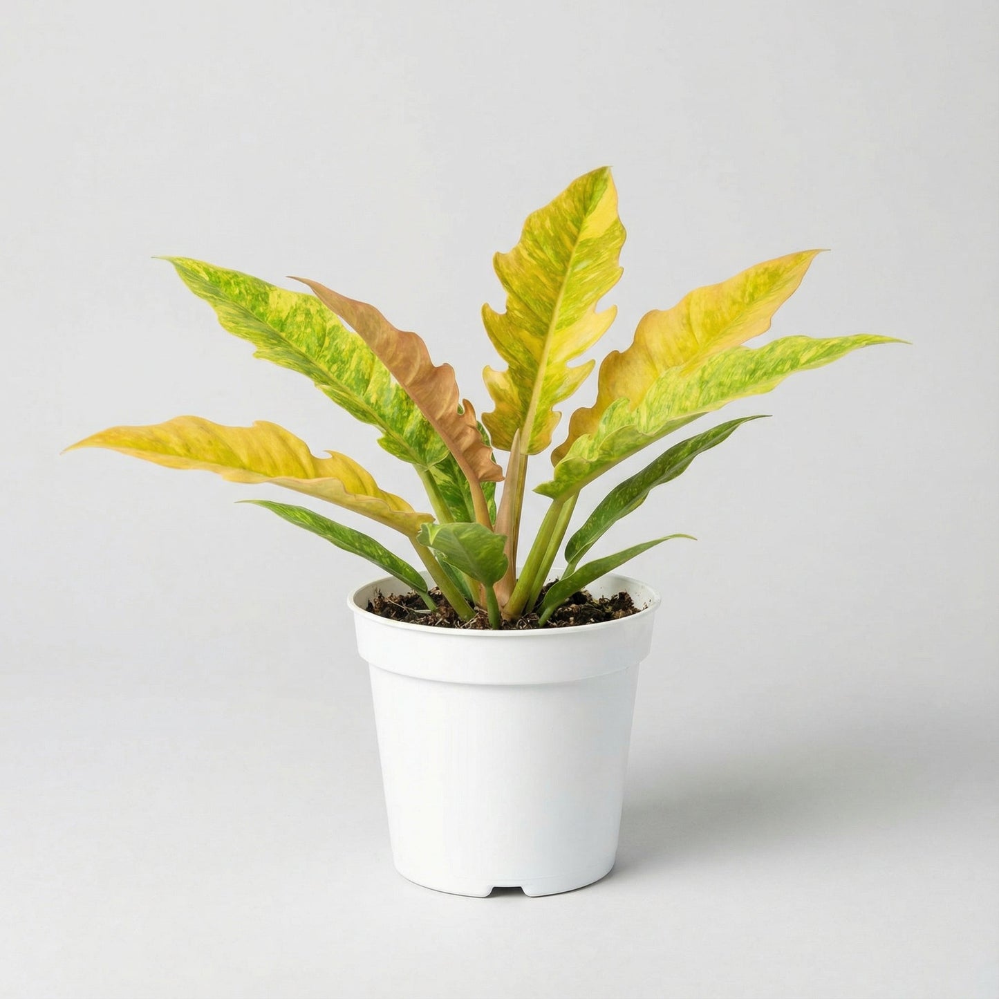 Philodendron Ring of Fire Matcha