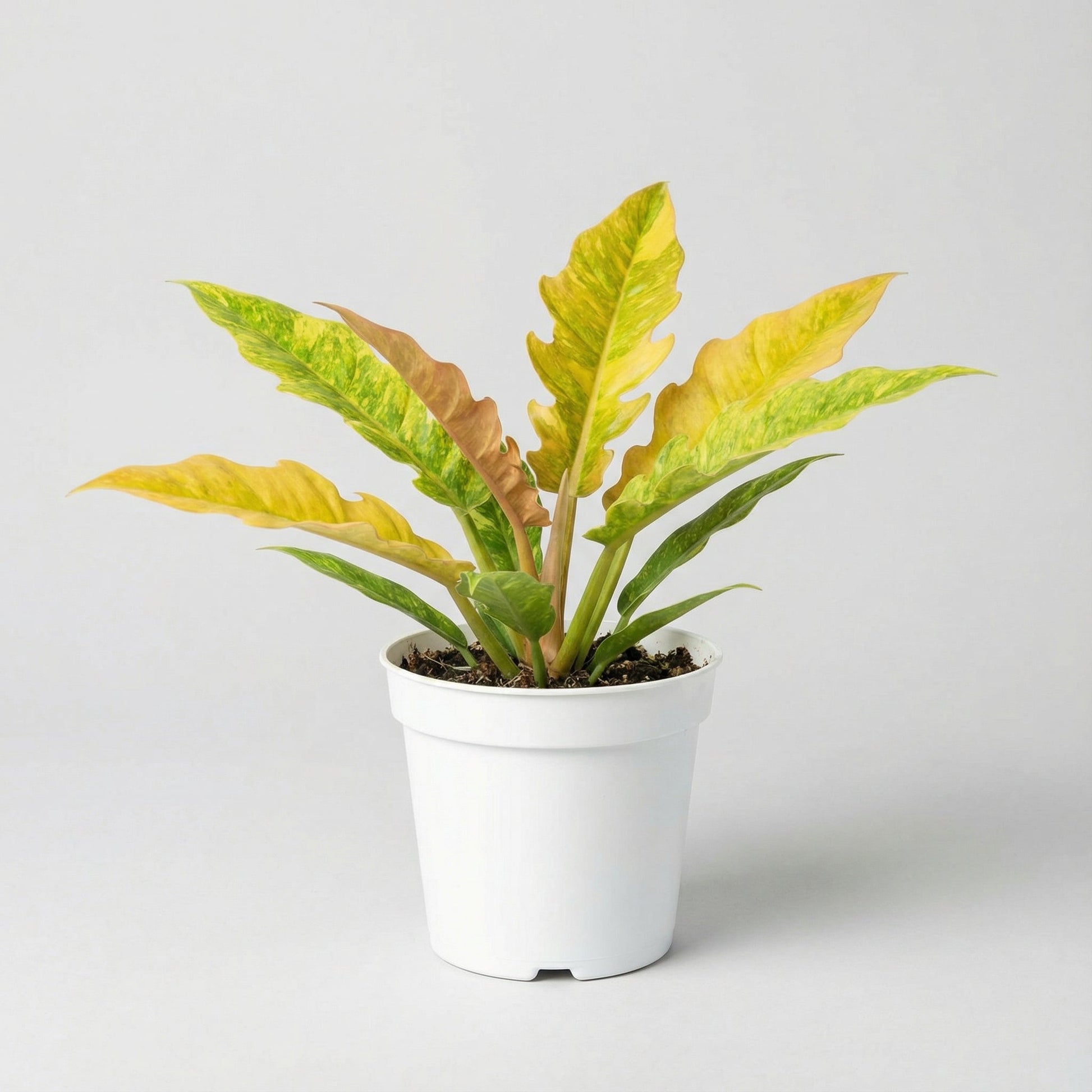 Philodendron Ring of Fire Matcha