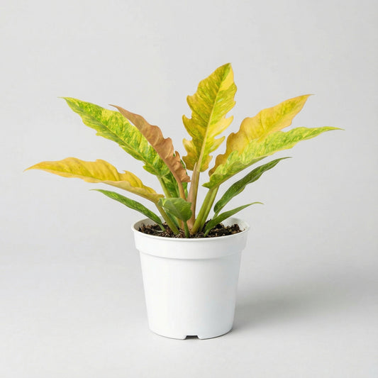 Philodendron Ring of Fire Matcha
