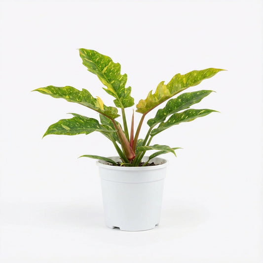 Philodendron Ring of Fire variegated