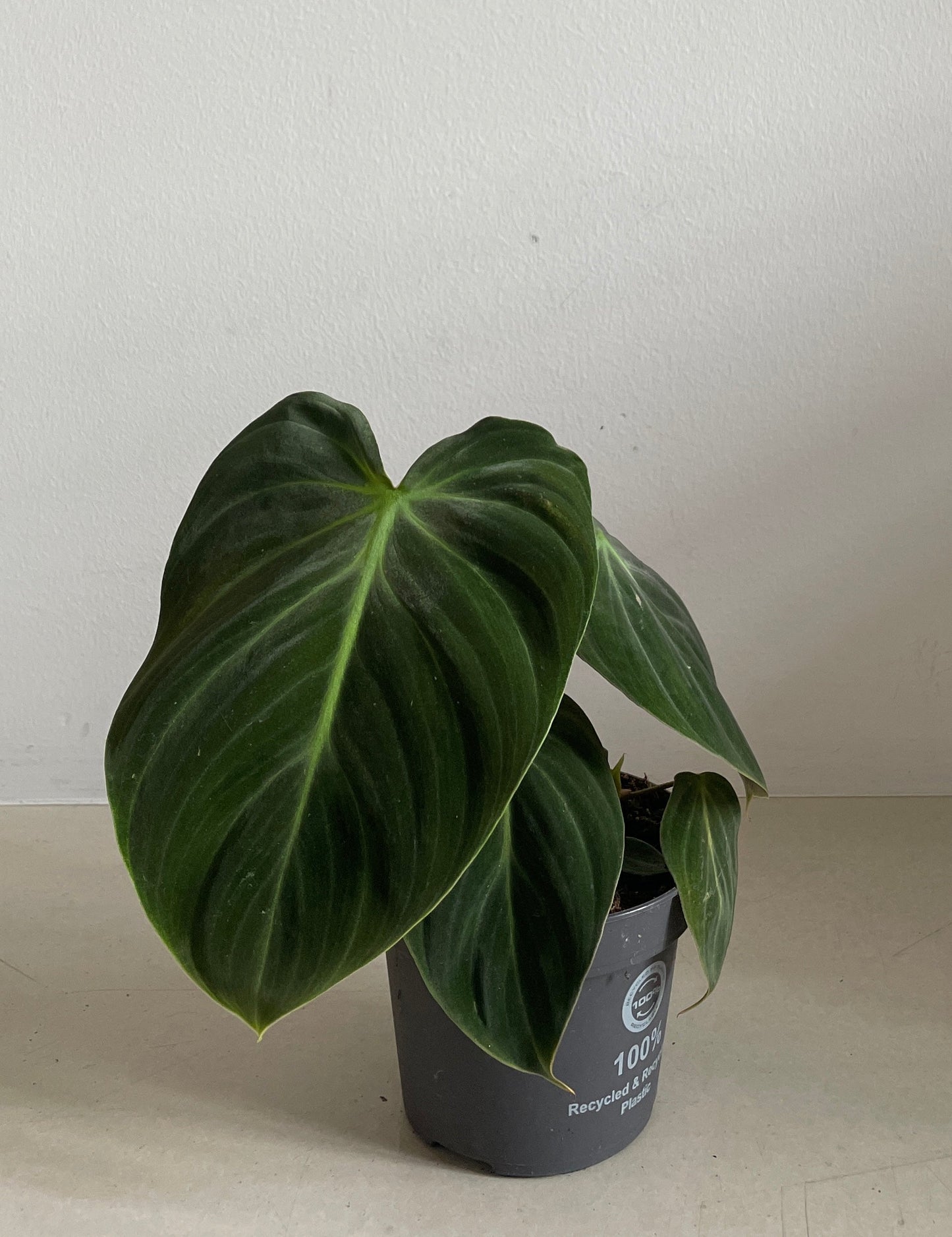 Philodendron Rubrijuvenilum El Choco Red