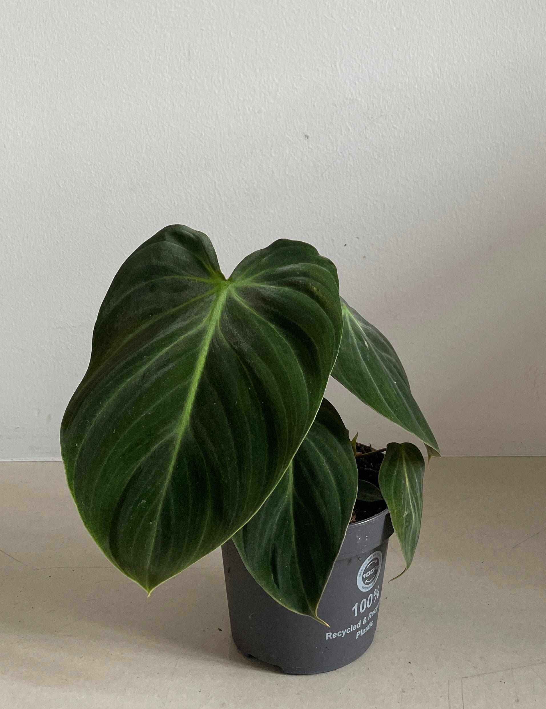 Philodendron Rubrijuvenilum El Choco Red