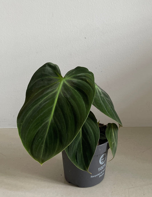 Philodendron Rubrijuvenilum El Choco Red