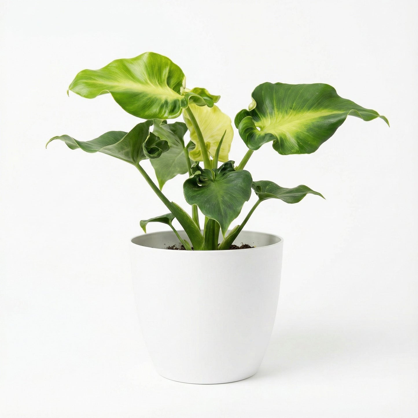 Philodendron Rugosum Sow's Ear