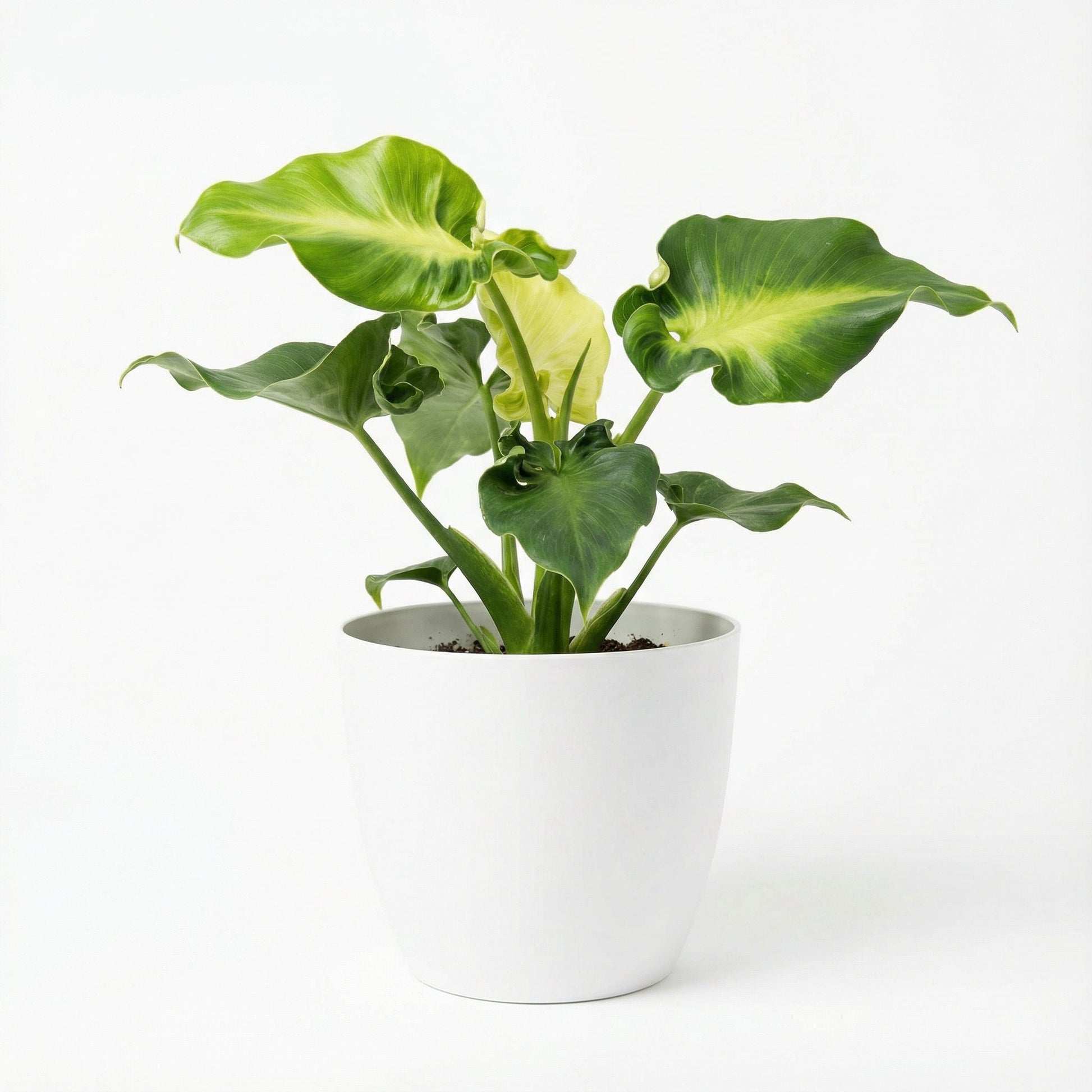 Philodendron Rugosum Sow's Ear