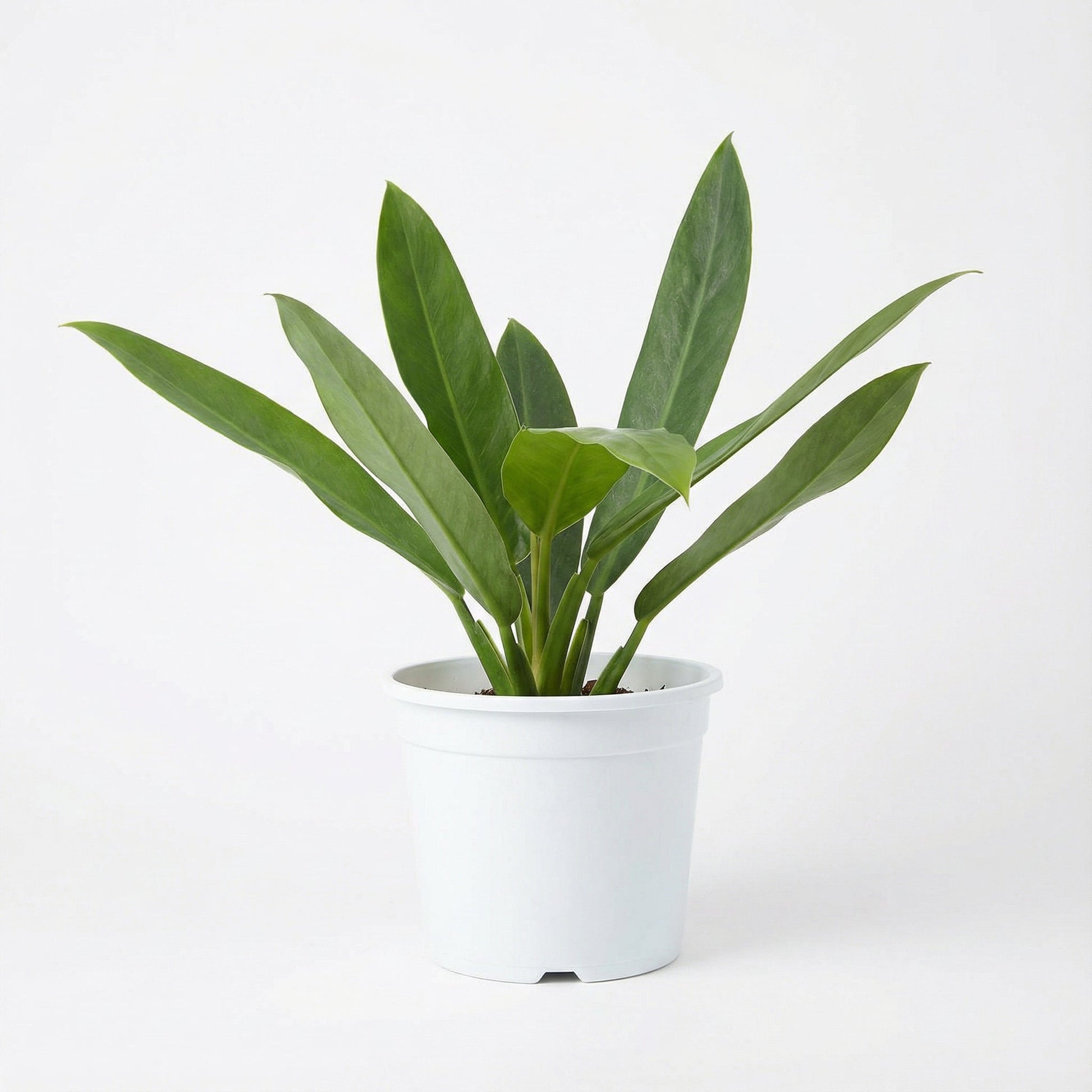 Philodendron Ruizii