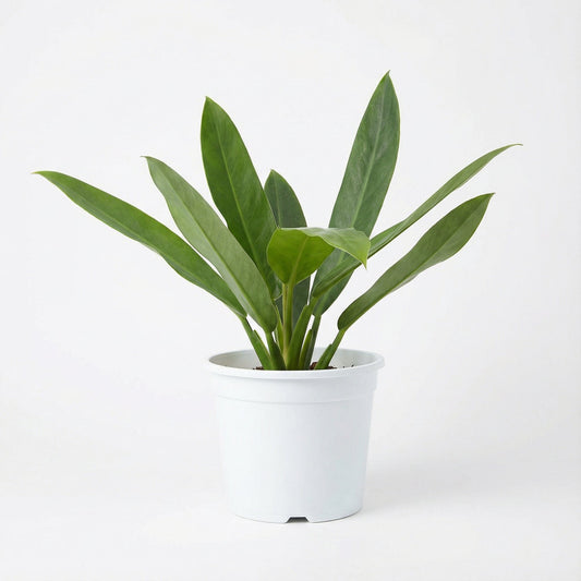 Philodendron Ruizii