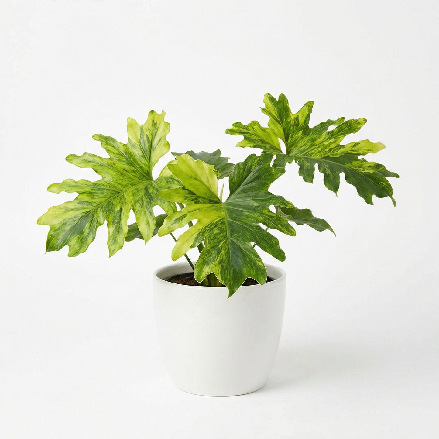Philodendron Selloum Aurea - Preorder