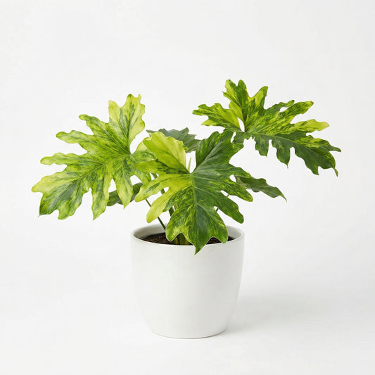 Philodendron Selloum Aurea - Preorder