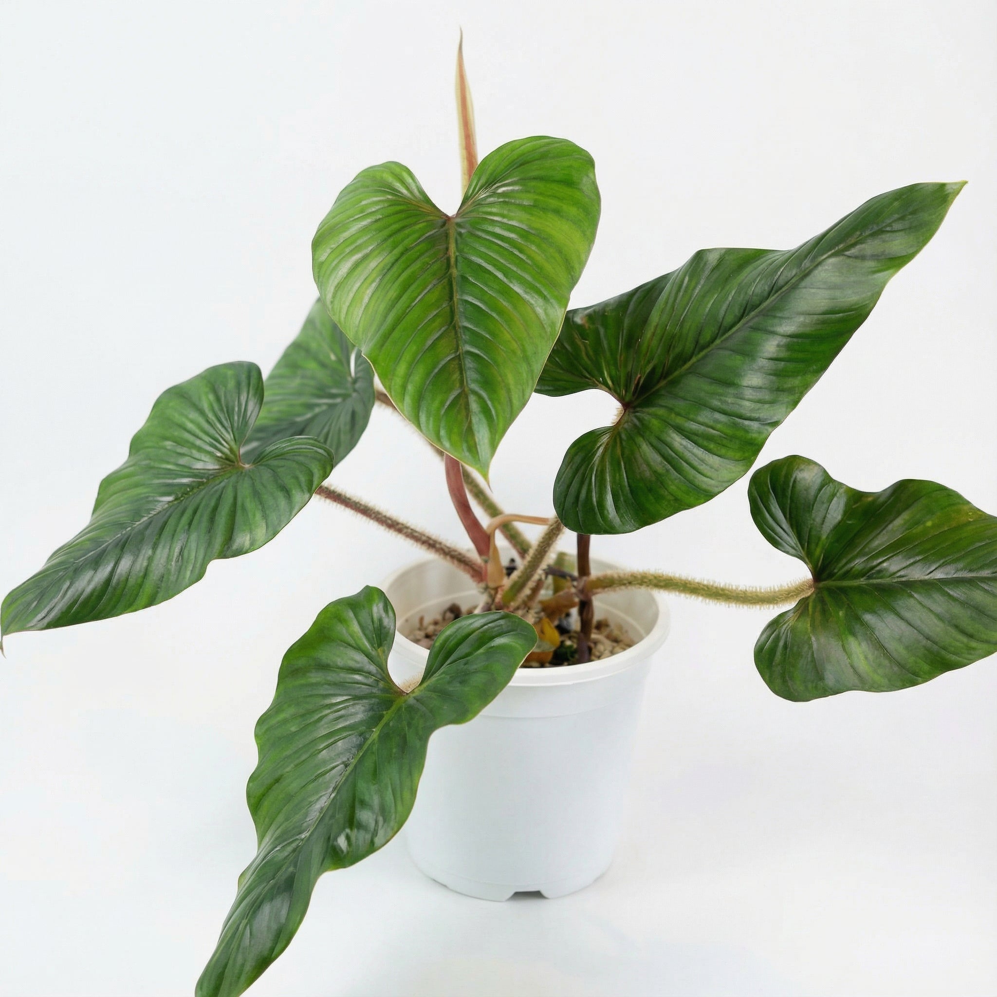 serpens philodendron Philodendron serpens - Preorder - philodendron serpens preorder