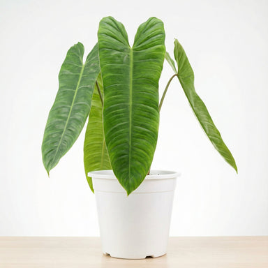 philodendron sharoniae mosquera Philodendron Sharoniae - preorder