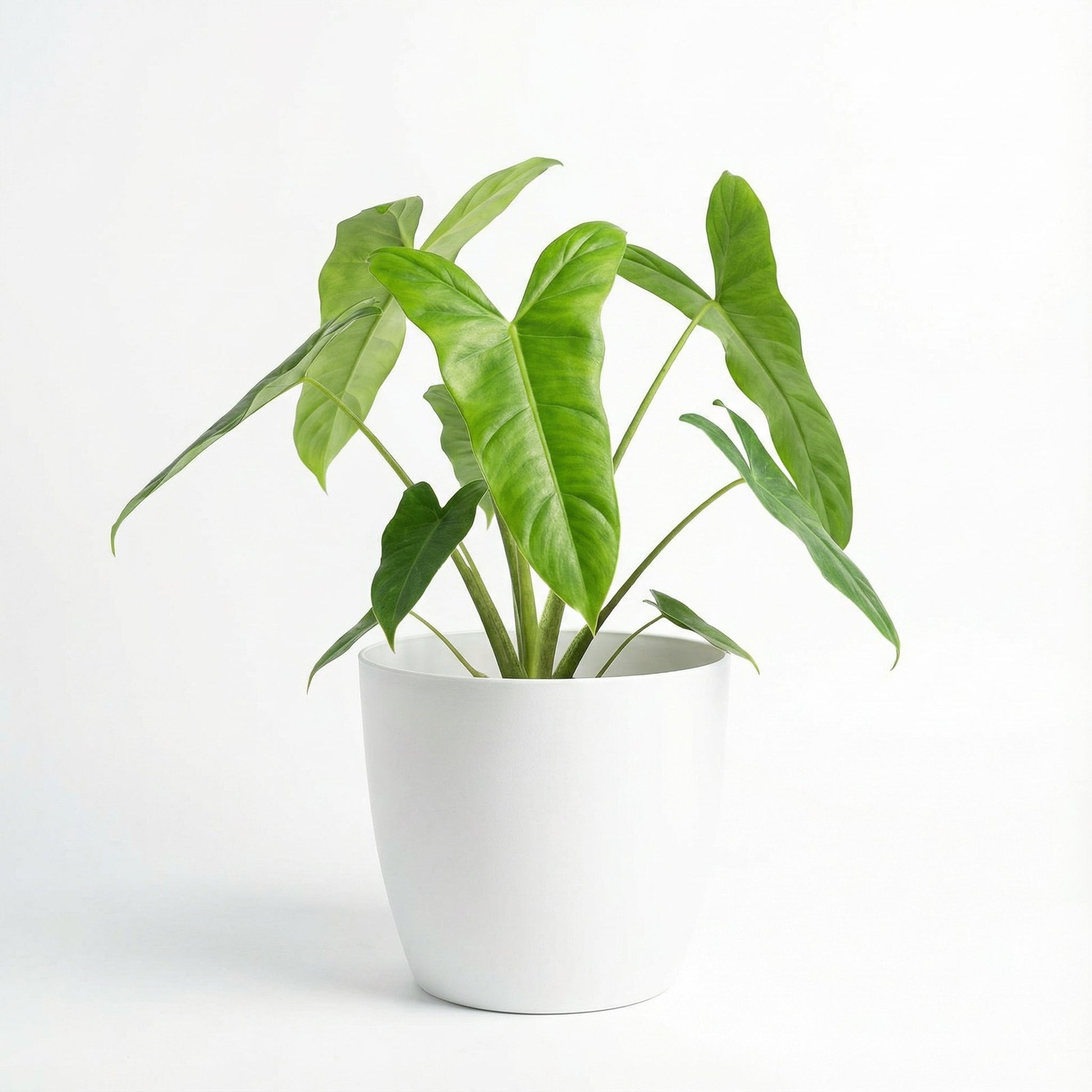 Philodendron Sharoniae San Antonio