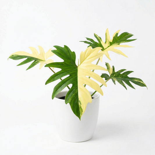 Philodendron Warscewiczii var