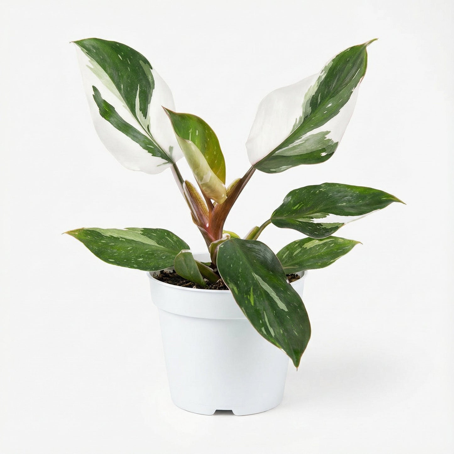 Philodendron White Knight