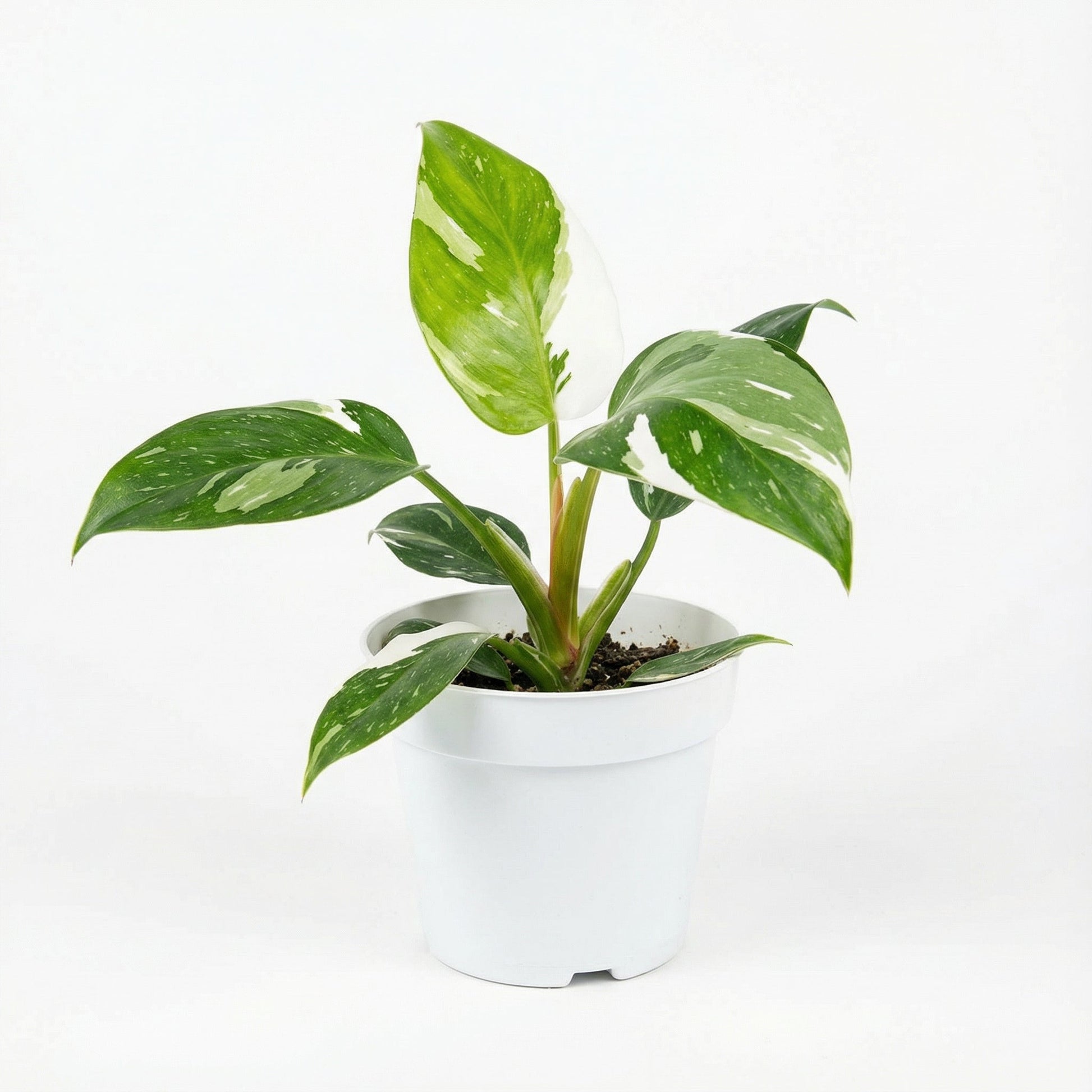 Philodendron White Princess
