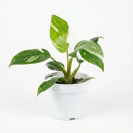 Philodendron White Princess