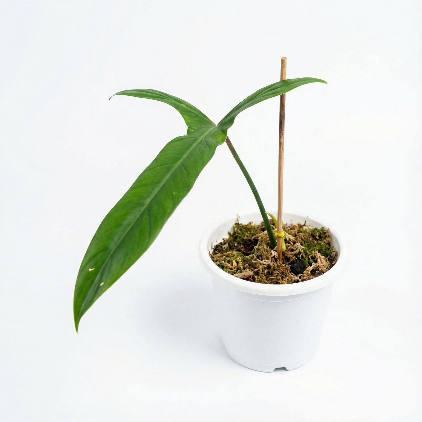 Philodendron Holtonianum