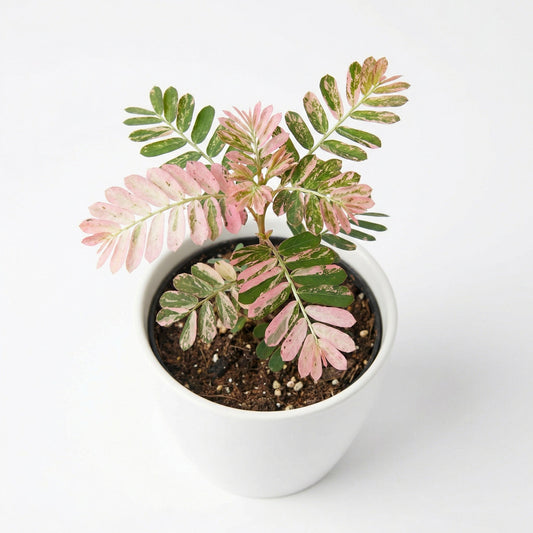 Phyllanthus urinaria Pink Variegated - exotic tropical Aroid plant