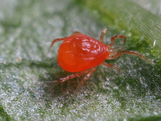 Phytoseiulus persimilis predatory mite