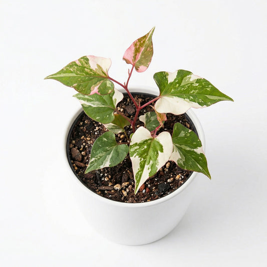 Variegated Pleuropterus multiflorus - exotic tropical Aroid plant