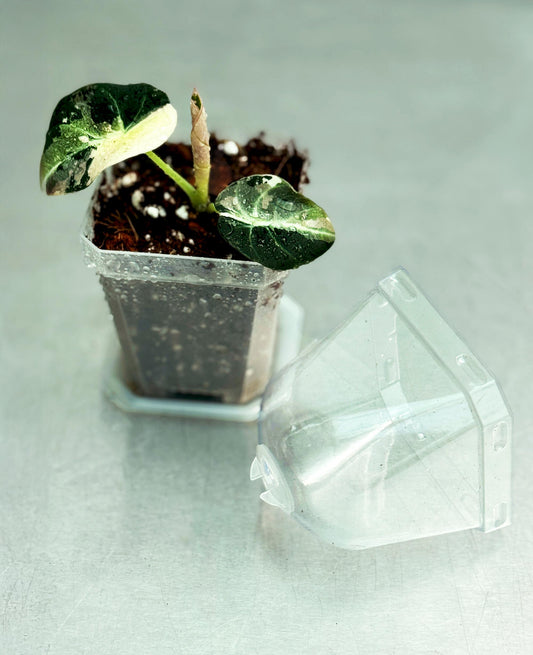 Pot with Dome