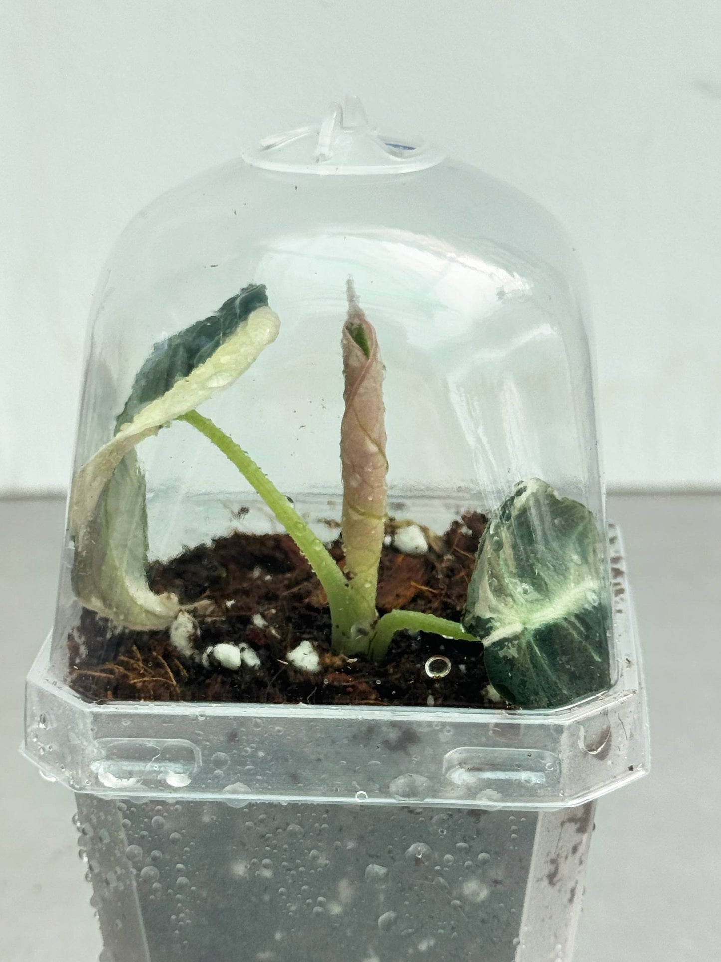 Pot with Dome