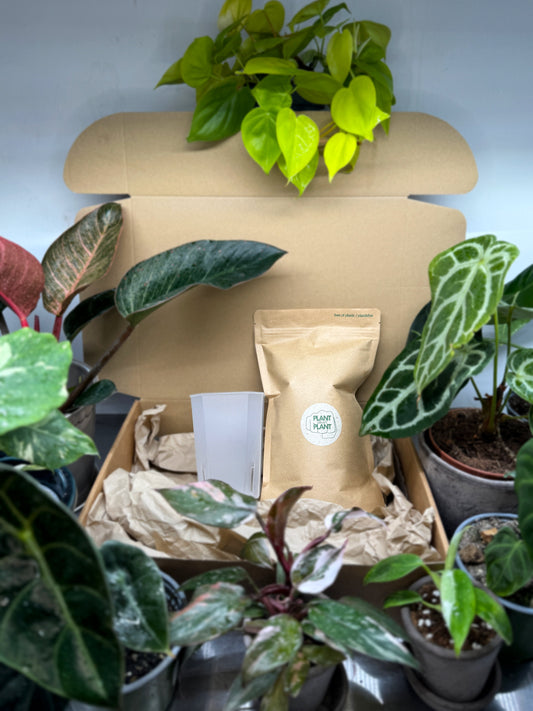 Plant Lover’s Gift Card + Planter Pot and Aroid Soil Mix displayed in eco-friendly packaging surrounded by tropical houseplants. Ideal gift for plant enthusiasts.