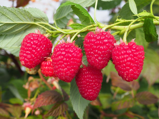Raspberry beetle scent capsule