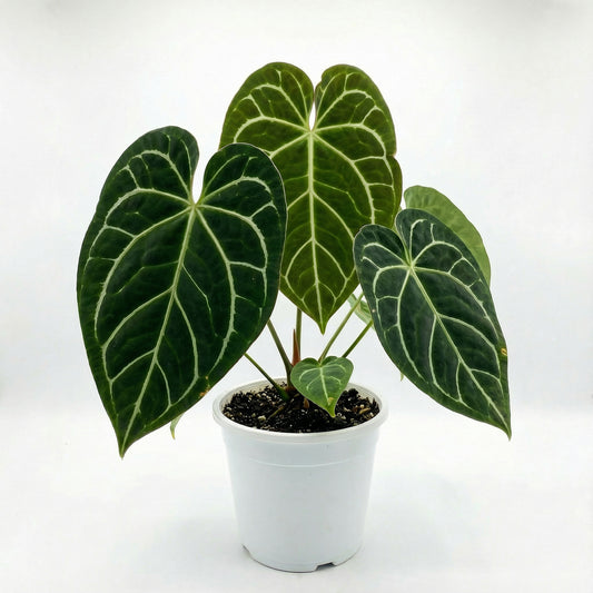 Anthurium regale x magnificum x crystallinum - Preorder