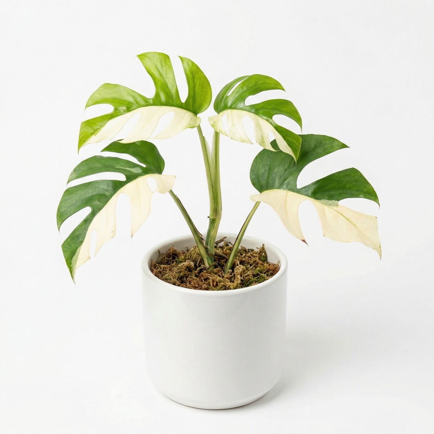 Variegated Rhaphidophora tetrasperma - exotic tropical Aroid plant