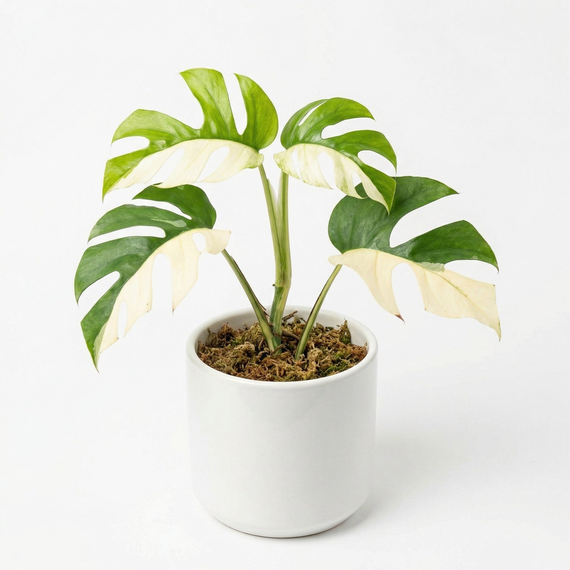 Variegated Rhaphidophora tetrasperma - exotic tropical Aroid plant