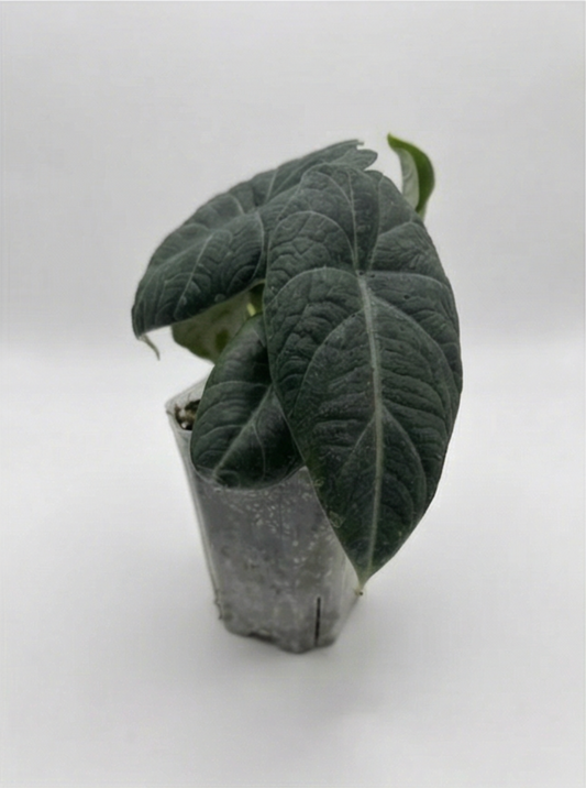 1x Alocasia Mystery Subscription