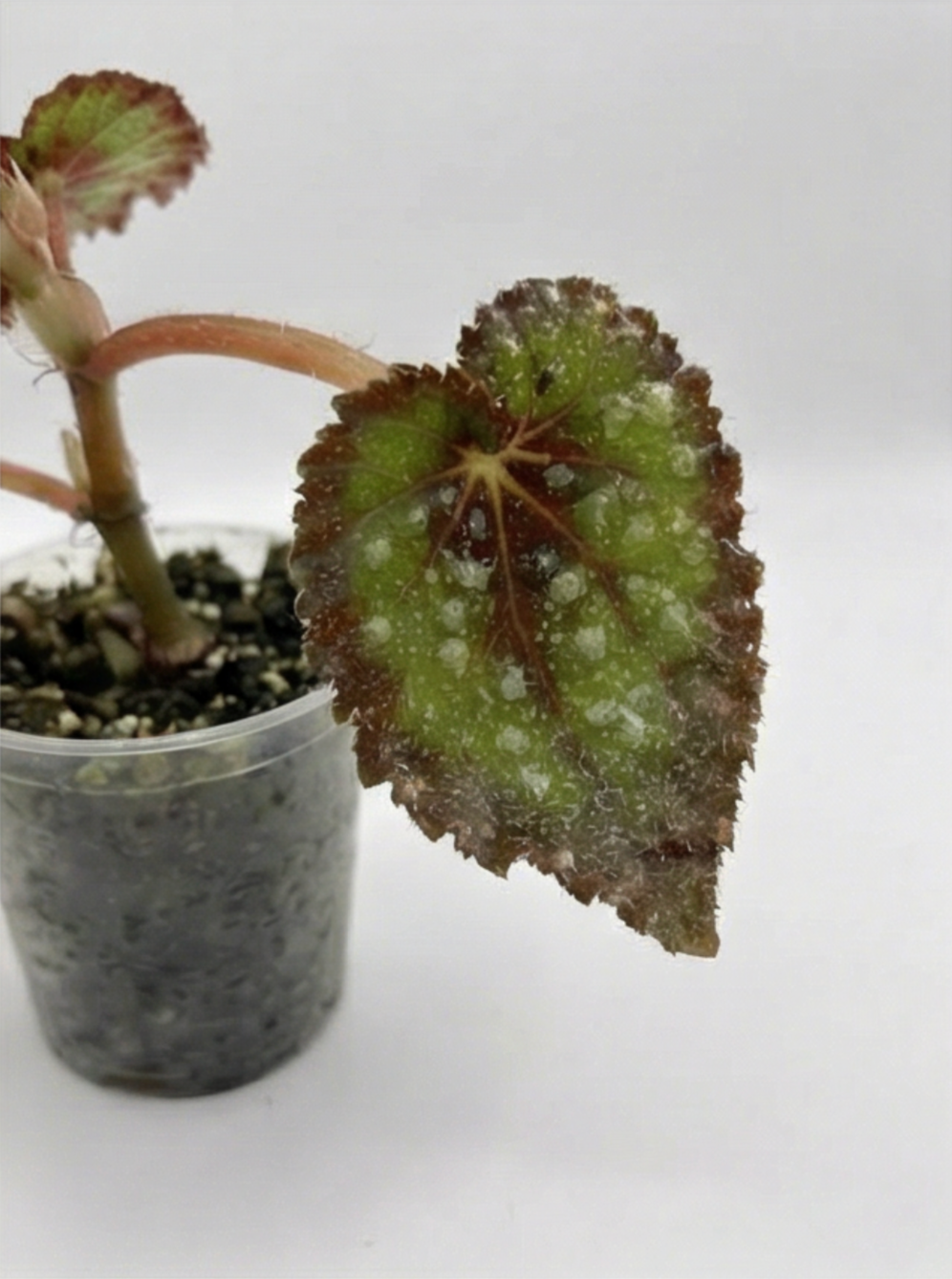 1x Rare Mini Mystery Begonia Subscription