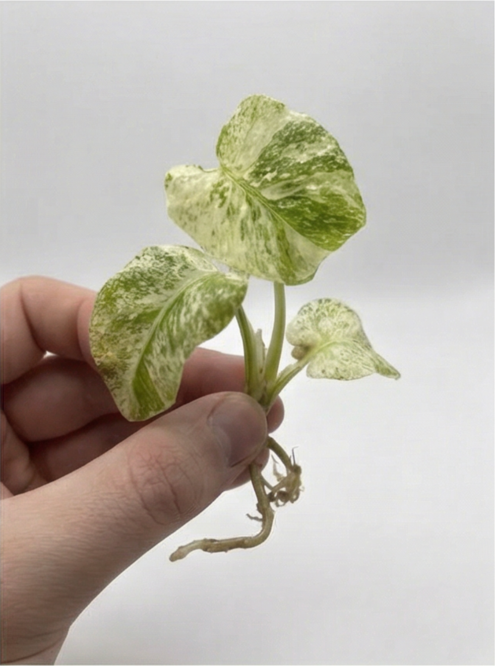 1x Rare Mystery Monstera Subscription