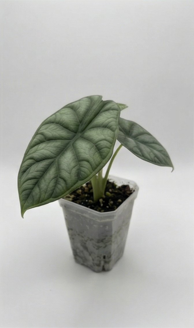 1x Alocasia Mystery Subscription