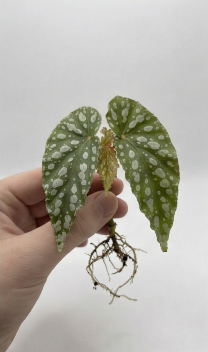 1x Rare Mini Mystery Begonia Subscription