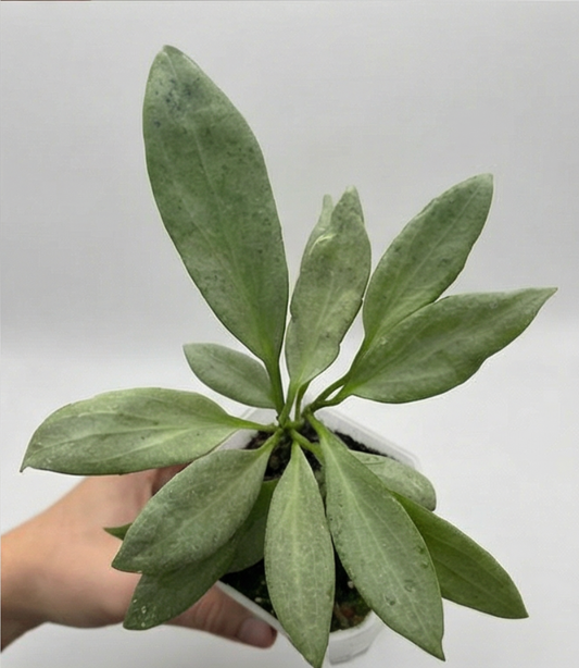 1x Unusual Mystery Hoya Subscription